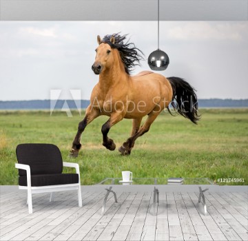 Picture of Bay horse running on a meadow